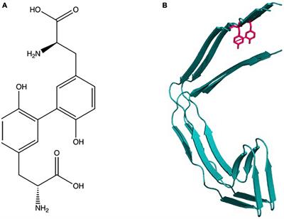 Dityrosine cross-linking and its potential roles in Alzheimer’s disease